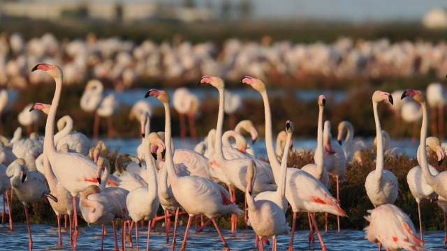 Viatges Nemon Cacaciones y Ocio, SL