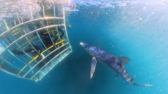 Atlantic Shark Expeditions 