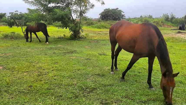 Vonfidel Ranch